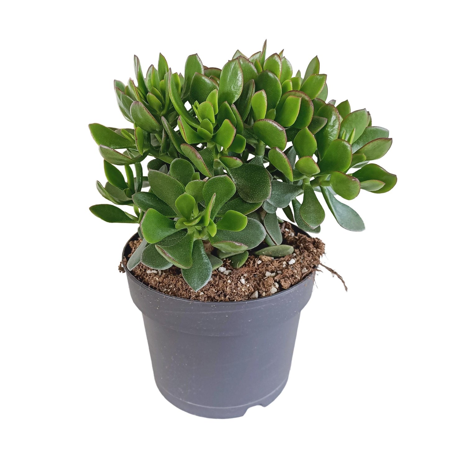 Crassula ovata minova | Minova Jadeplant | 30-40cm | P17 | zonder pot