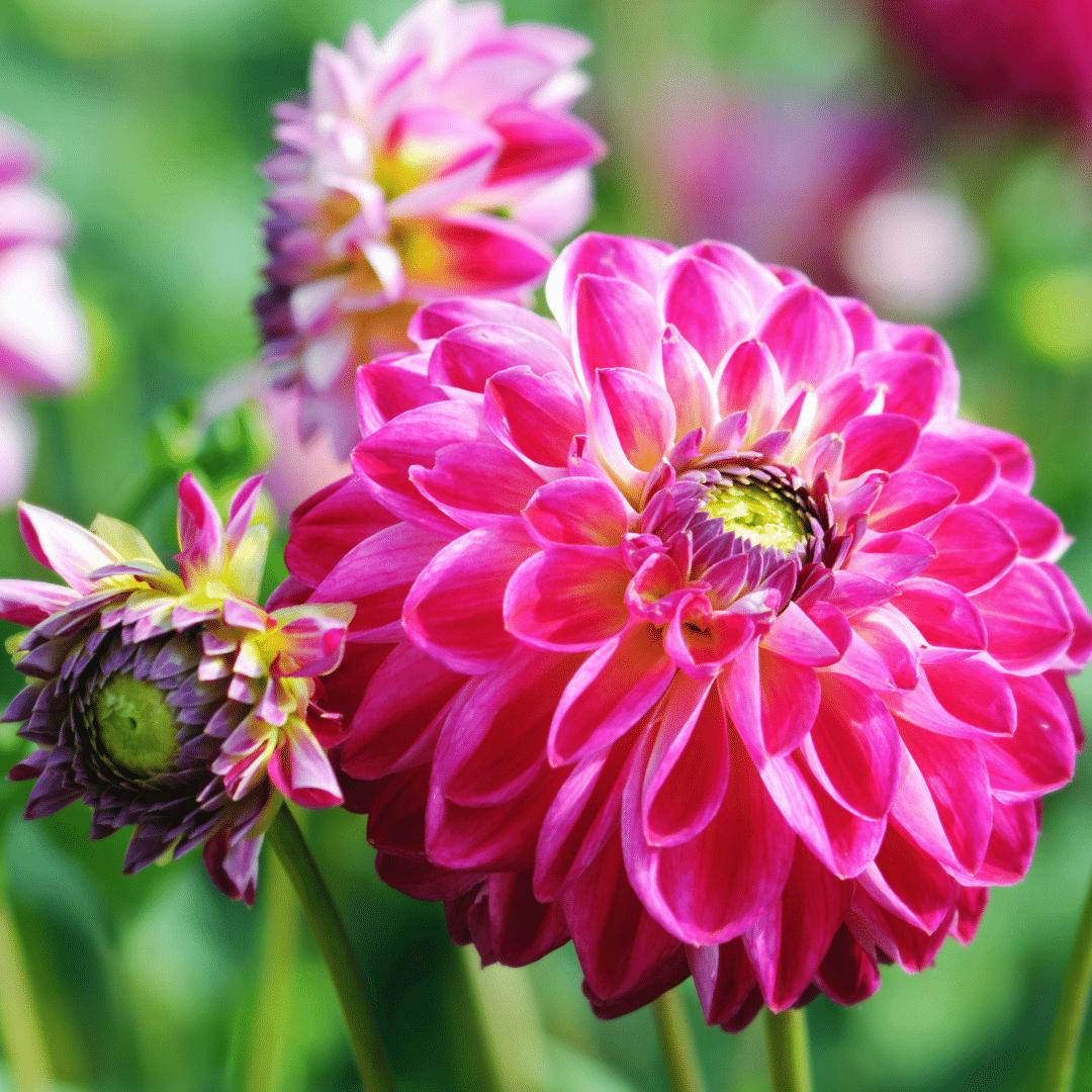 Dahlia Little Robert | Pompom bloembollen  | Roze ronde en opgekrulde bloemblaadjes