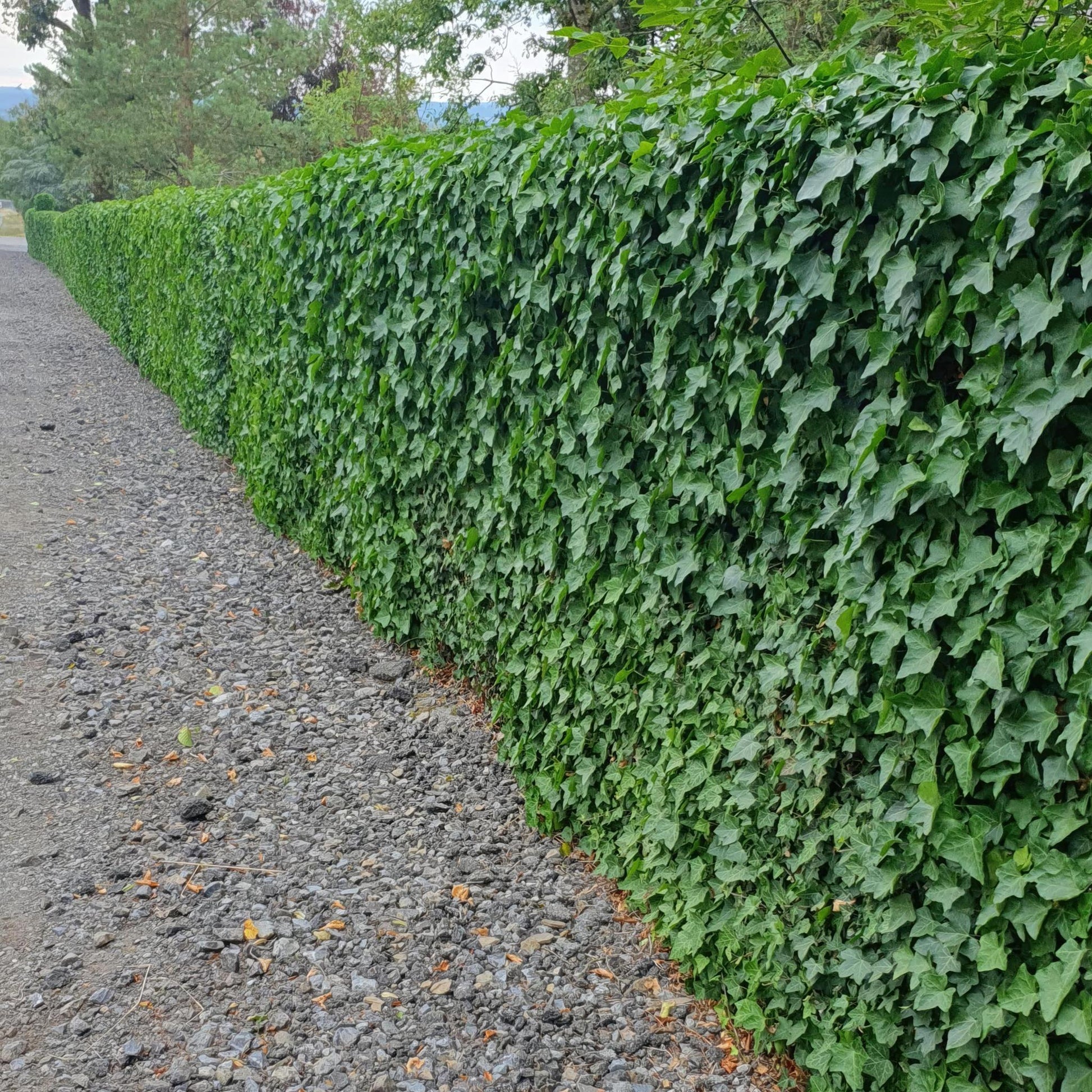 Hedera Hibernica - ↕10-25cm - Ø9cm.