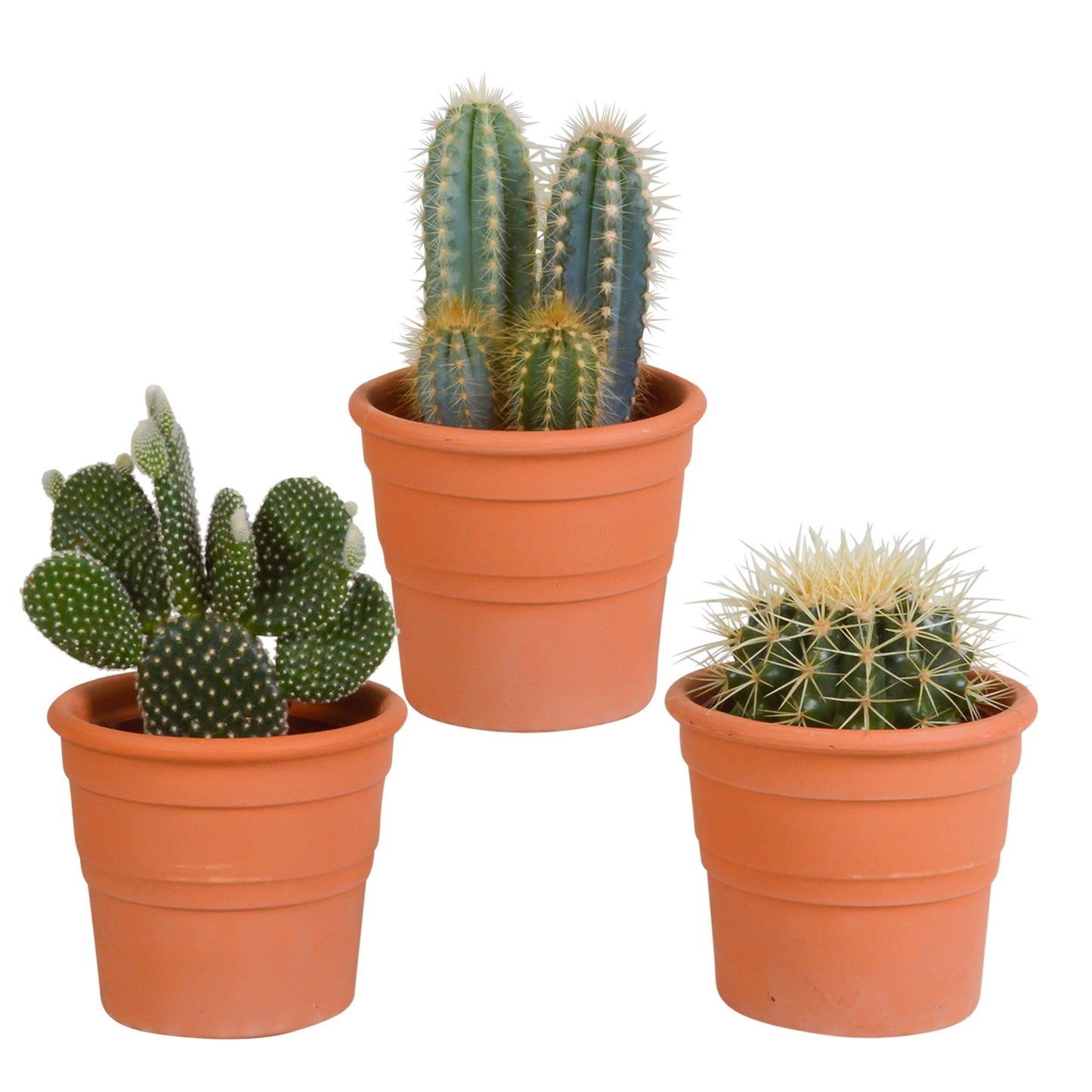 Cactus mix | 3 soorten | 15-25cm