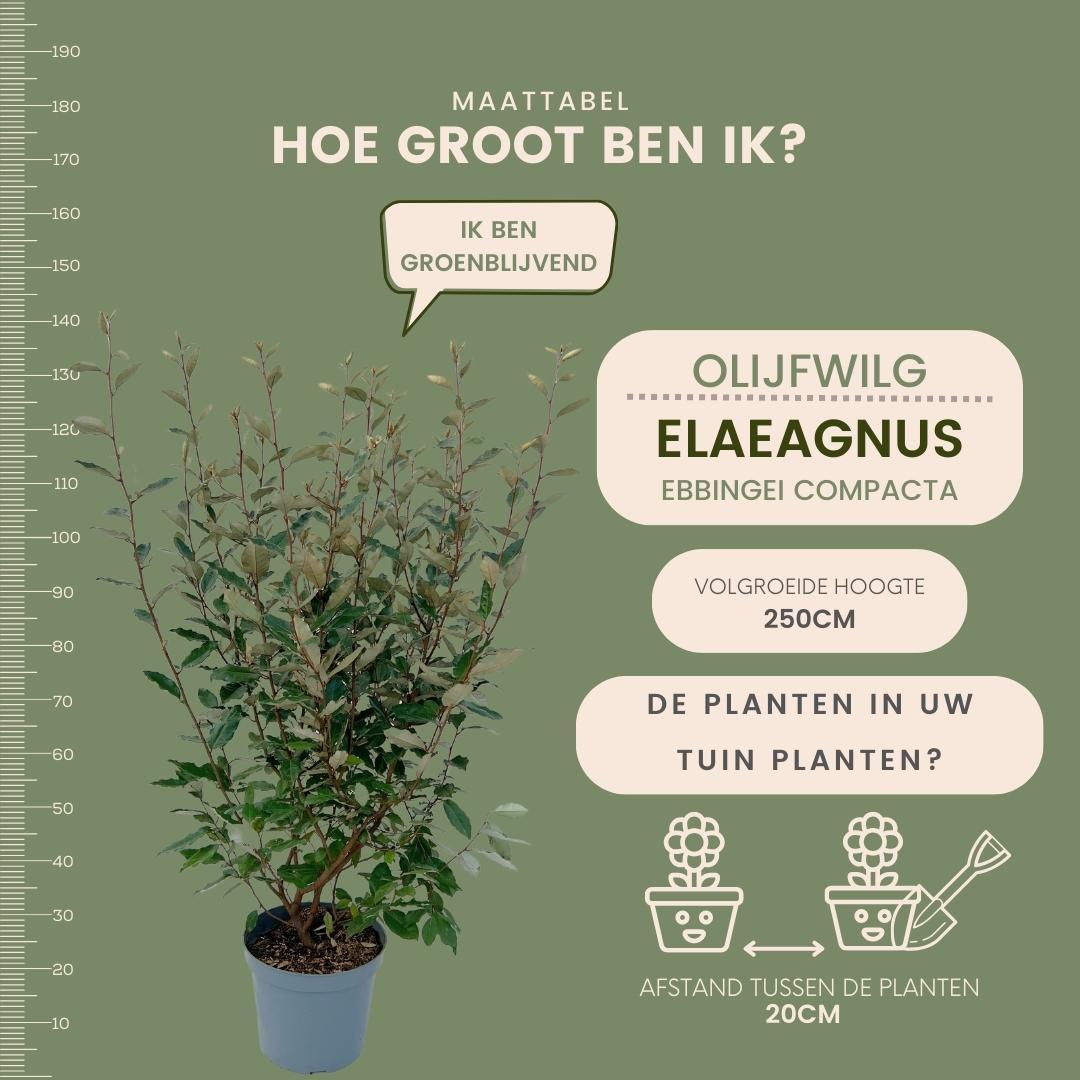 25x | Elaeagnus ebbingei 'Compacta' | Grote olijfwilg  | 10 strekkende meter haag | 100-125cm | 12L