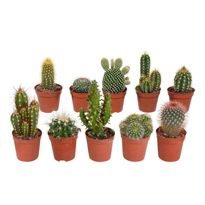 Cactus mix | verschillende soorten | 8-13cm | P5.5 | zonder pot