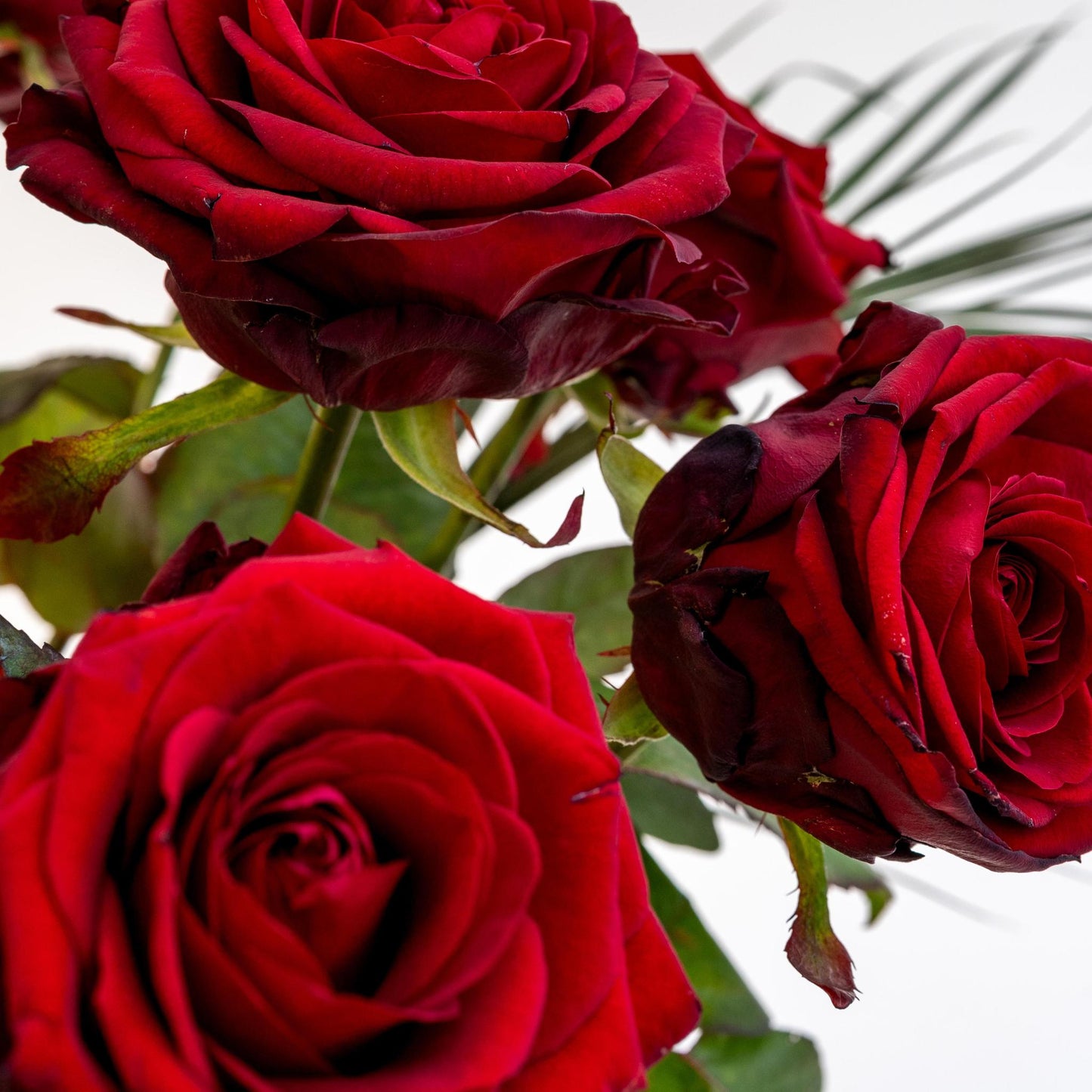 Boeket 'Red Roses' | Rode roze & Eucalyptusblad | 50cm