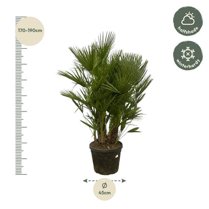 Chamaerops Humilis | Meestammige zeepalm | 180cm | P45