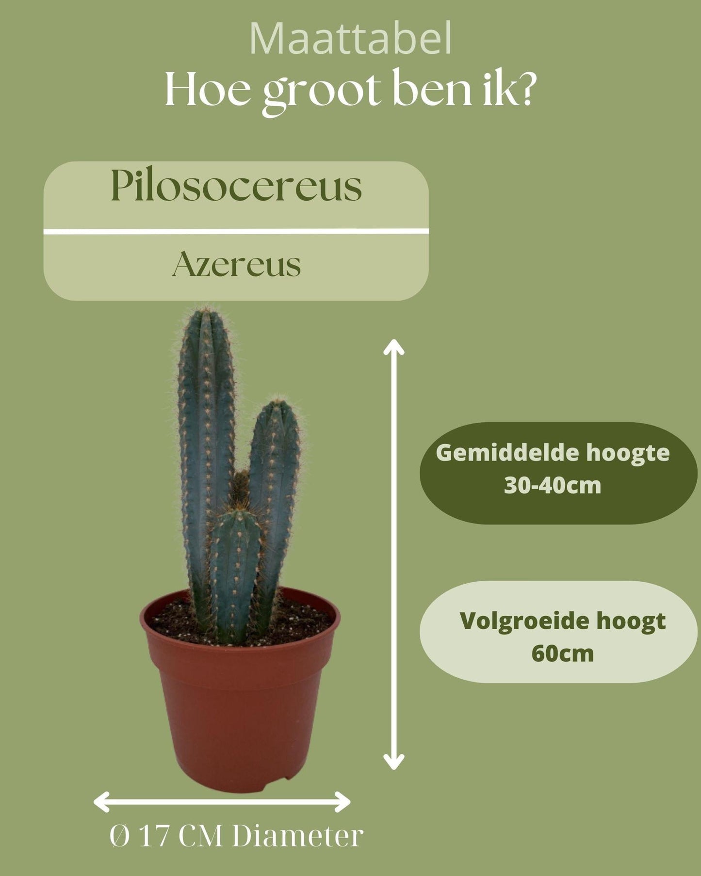 Pilosocereus Azerues | Blauwe kaarscactus | 30-40cm