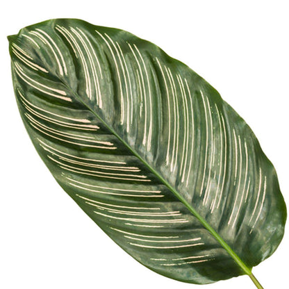 Calathea Sanderiana | Pauwplant | 80cm | P19