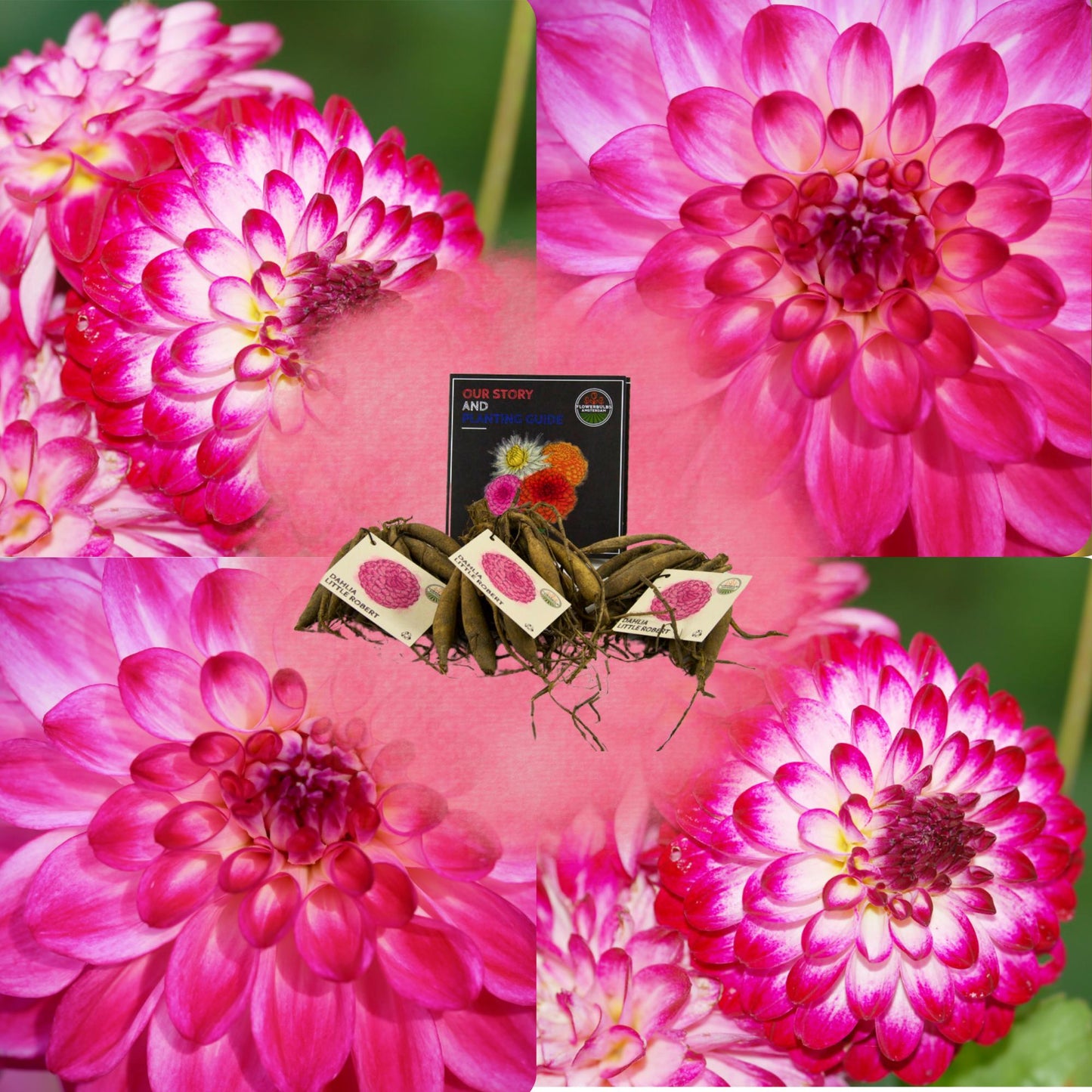 Dahlia Little Robert | Pompom bloembollen  | Roze ronde en opgekrulde bloemblaadjes