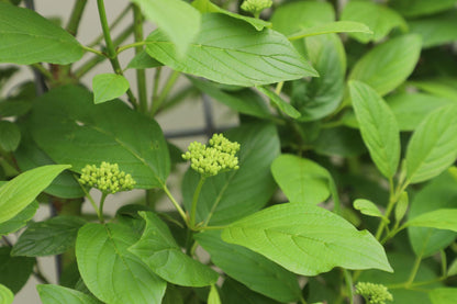 Cornus Stolonifera Flaviramea | Gele kornoelje | Kant-en-Klaar scherm | 180cm