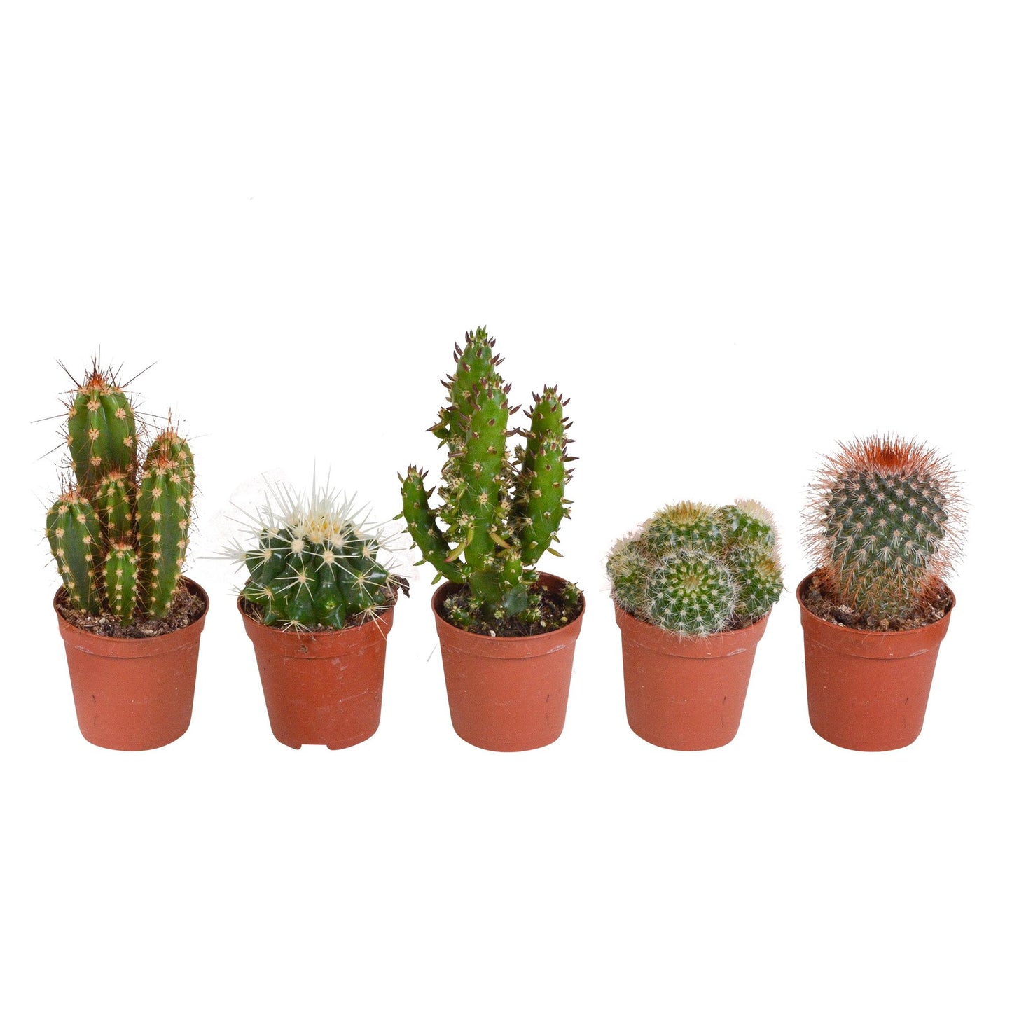 Cactus mix | verschillende soorten | 8-13cm | P5.5 | zonder pot