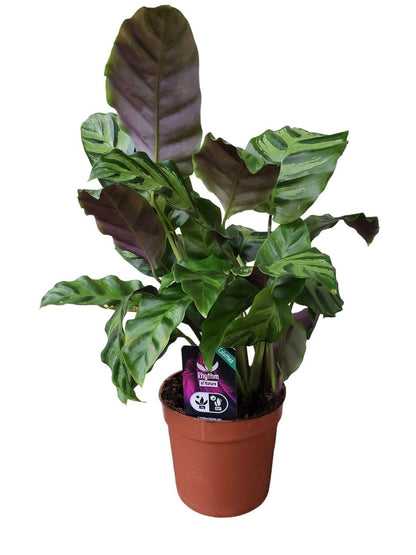 Calathea Greenstar | Pauwplant | 40cm | P12