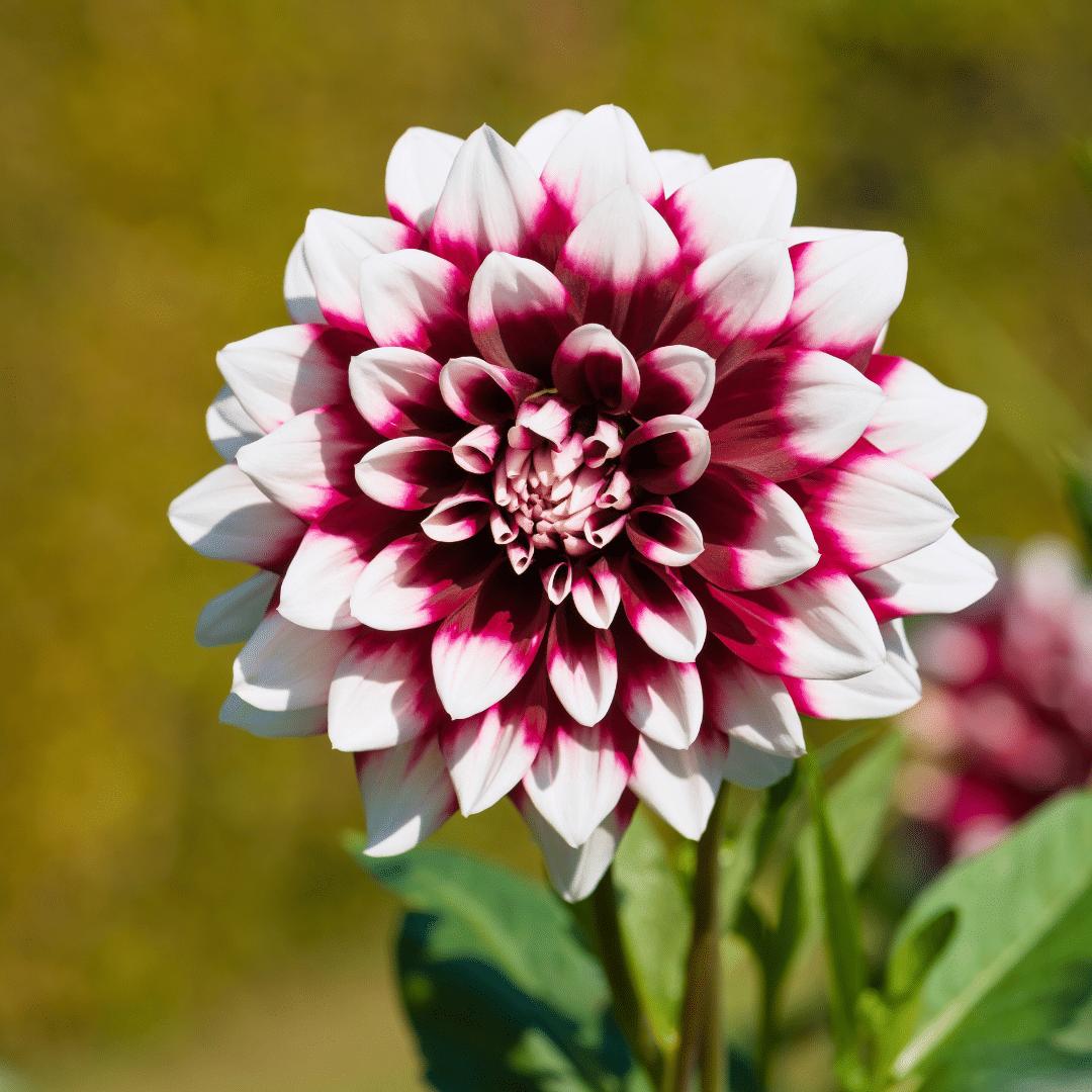 Dahlia Mystery Day | Wit rode bloembollen | Grootbloemige uitstraling