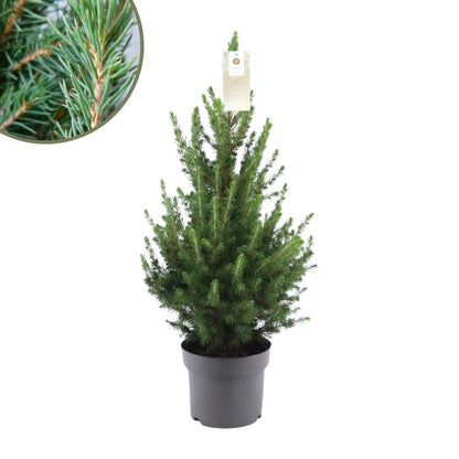 Picea Glauca Conica | Kleine kerstboom | 70cm | P19 | zonder pot