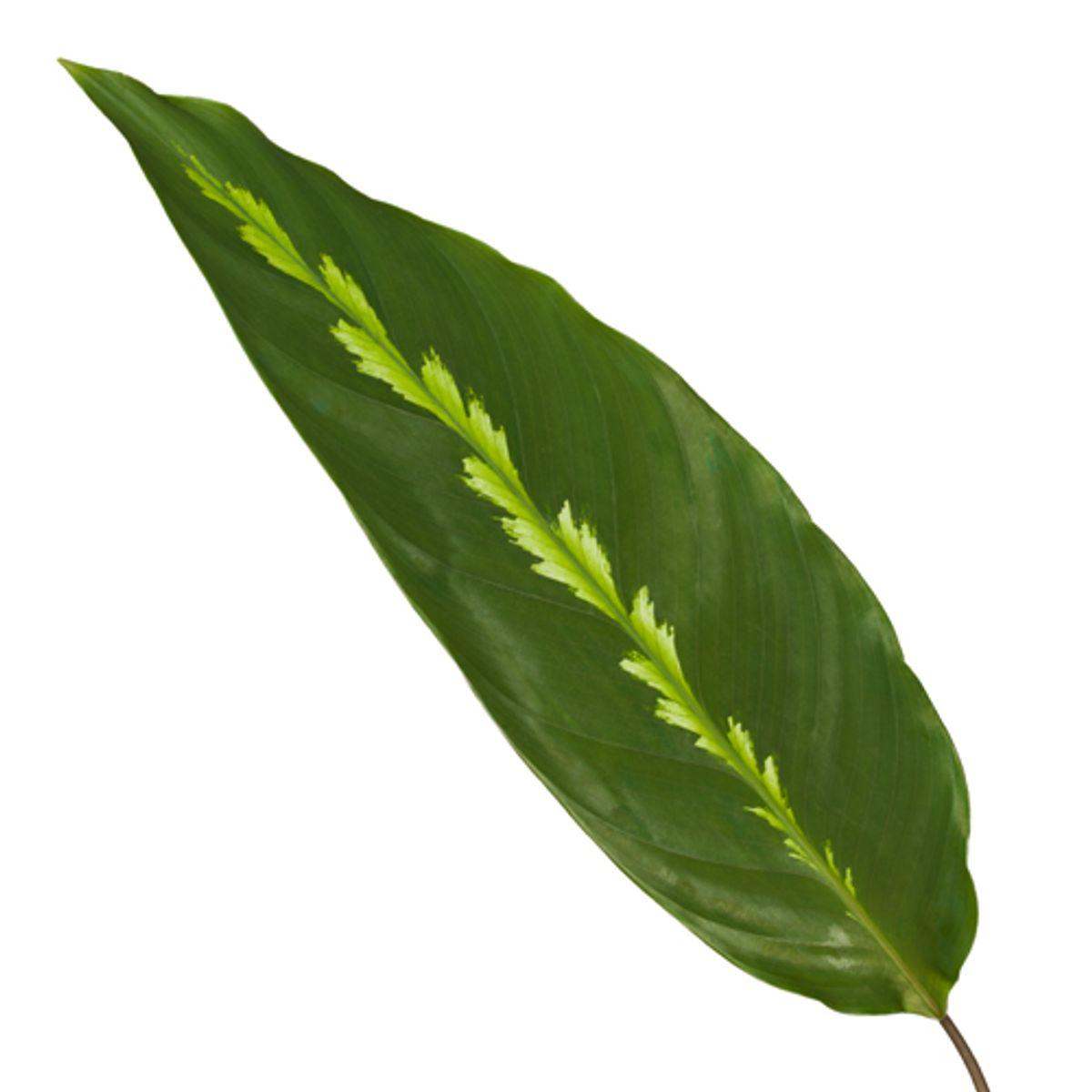 Calathea Maui Queen | Pauwplant | 40cm | P12