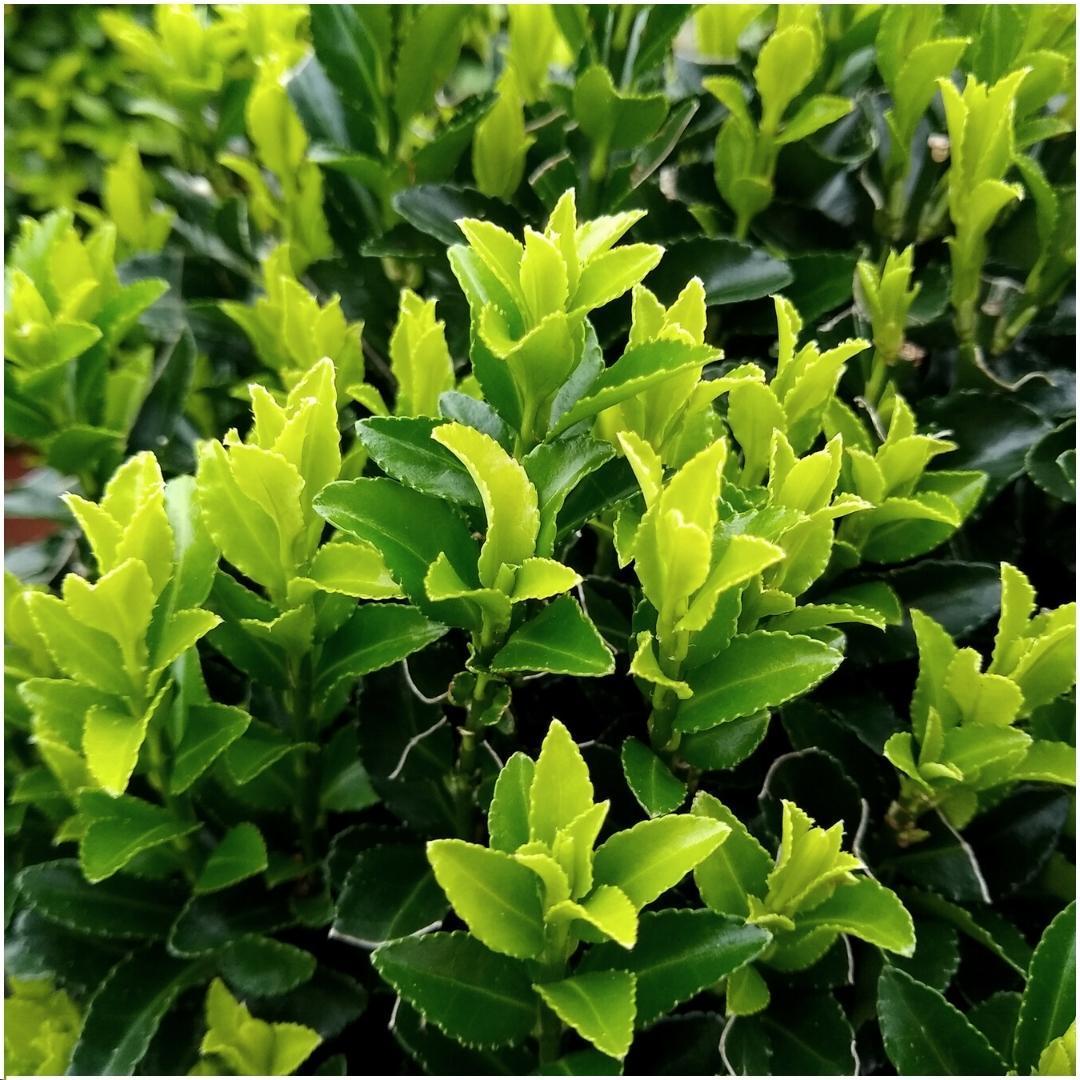 6x | Euonymus japonicus 'Green Spire' | Groene Kardinaalsmuts | 25cm | P12 | 1m