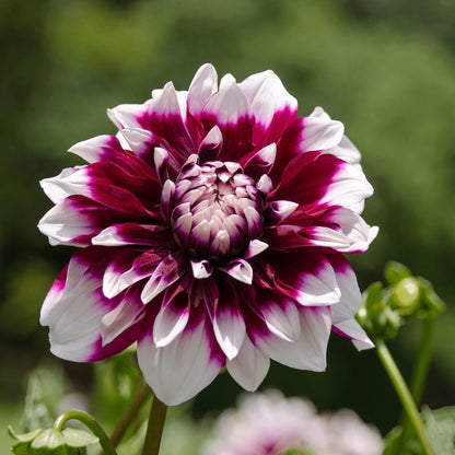 Dahlia Mystery Day | Wit rode bloembollen | Grootbloemige uitstraling