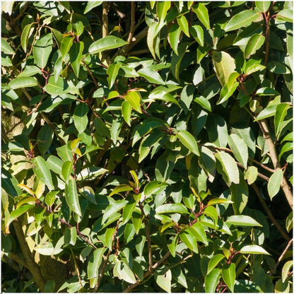 Prunus lusitanica Angustifolia | Portugese laurierkers haag | 30cm | P12