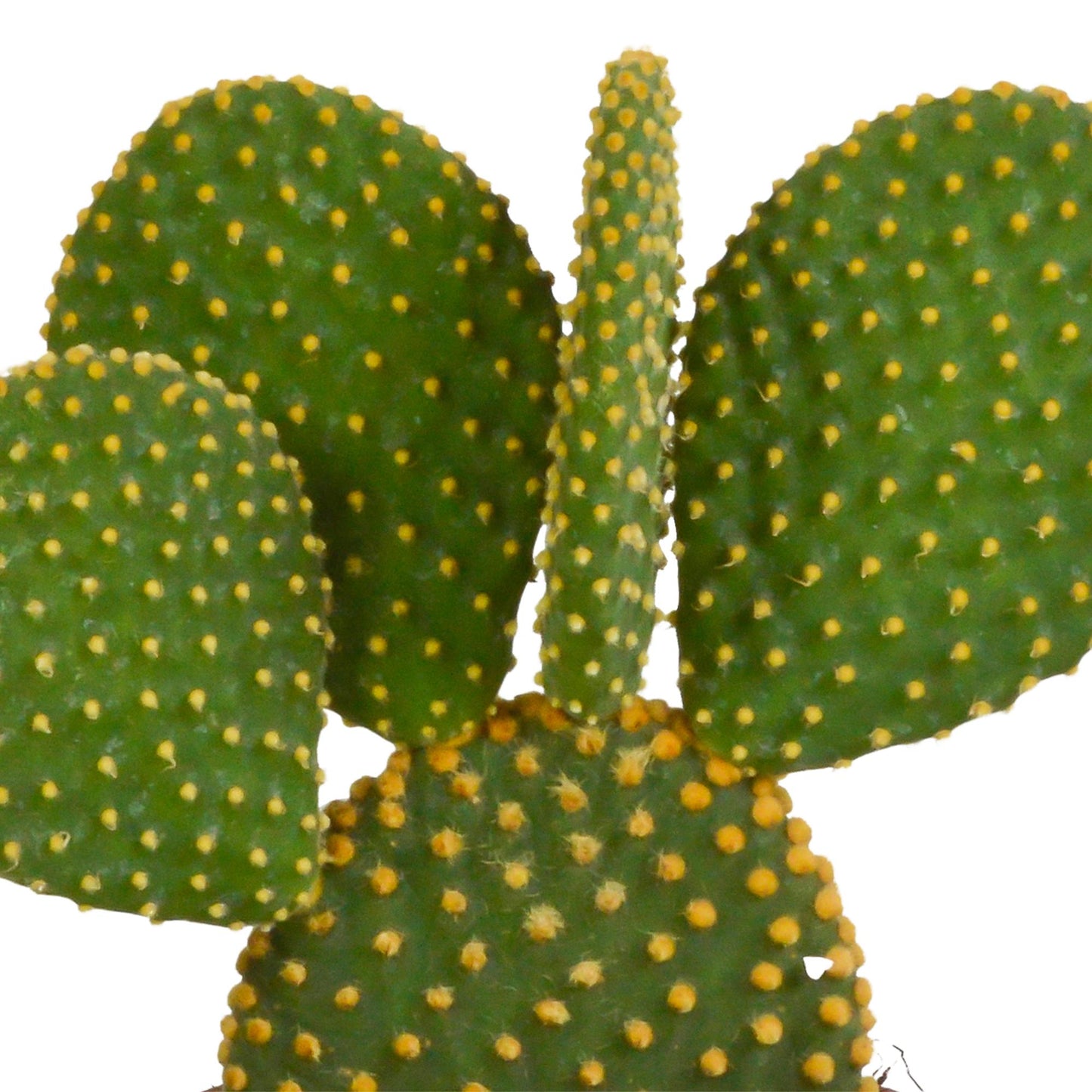 Cactus mix | 3 soorten | 15-25cm