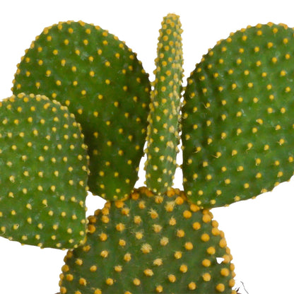 Cactus mix | 3 soorten | 15-25cm