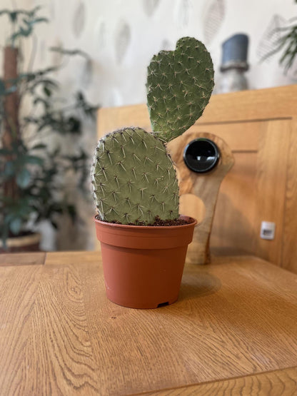 Cactus Opuntia | Vijgcactus | 30-40cm