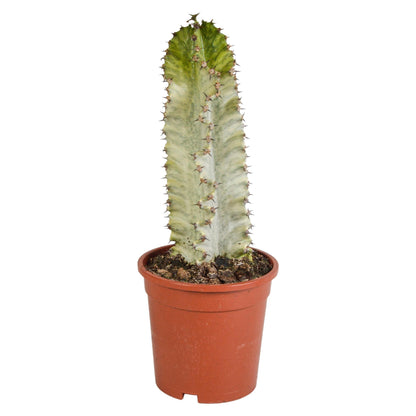 Euphorbia marmorata | Marmerwolfsmelk | 35-45cm | P17 | zonder pot