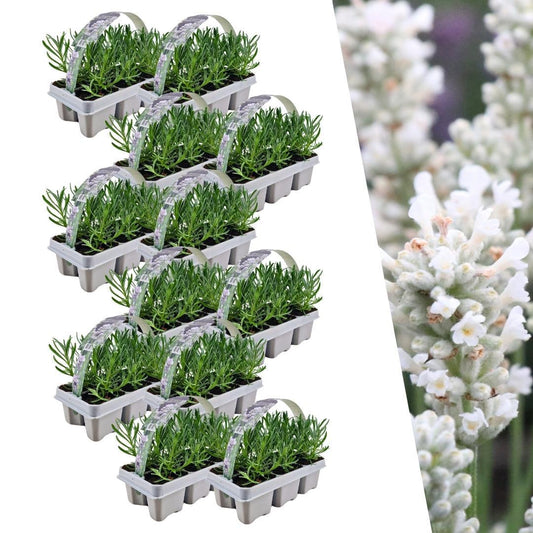 12 x 6 pack Lavendel angustifolia white - 72 x Ø7 cm - ↕15 cm