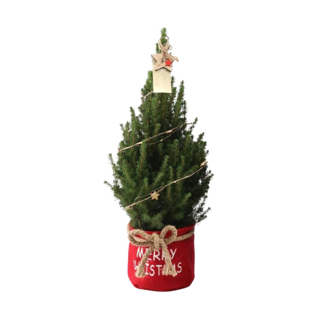 Picea Glauca Conica | Kleine kerstboom in rode Kerstmis zak | 70cm