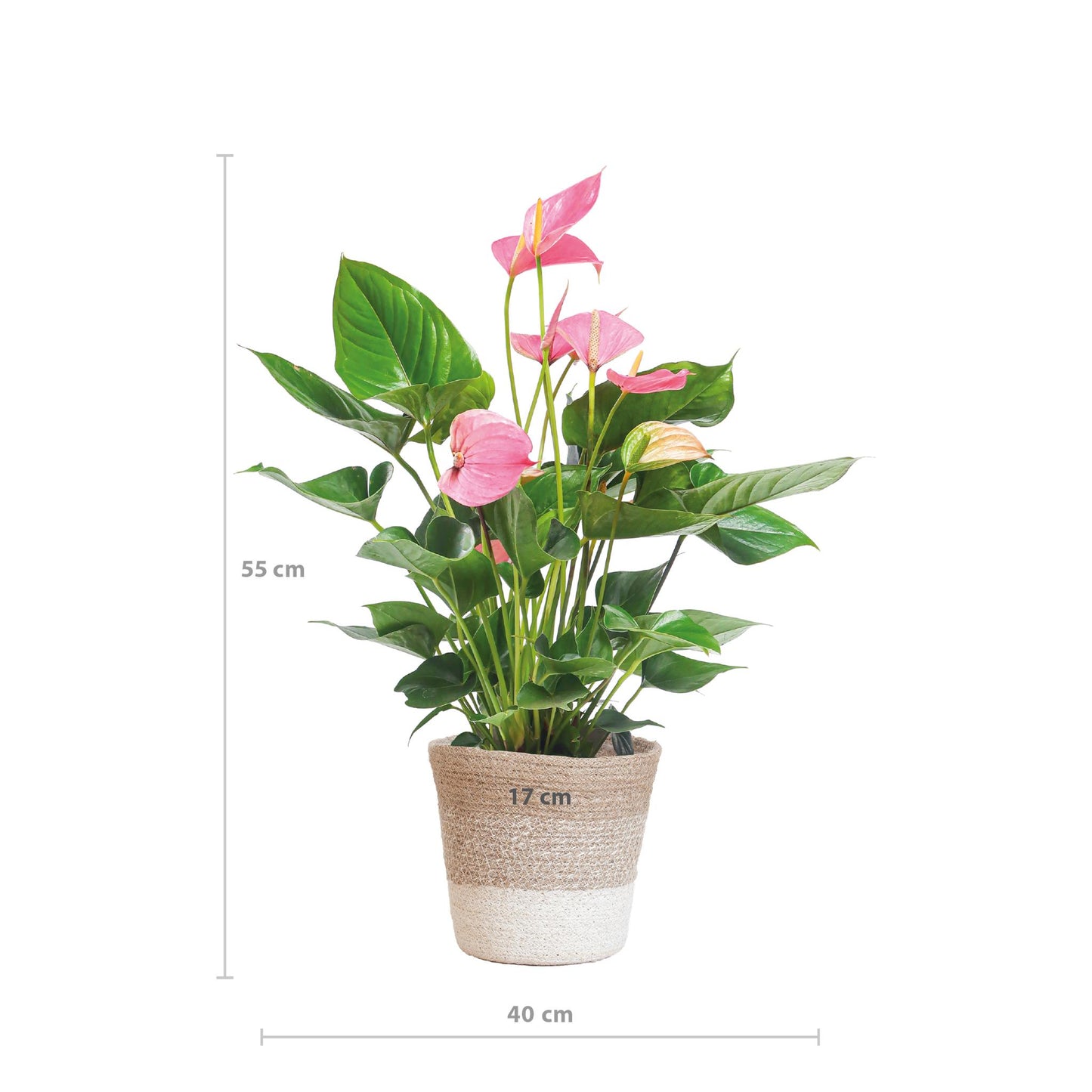 Anthurium andreanum | Roze flamingoplant | 55cm | incl. witte mand | 17cm