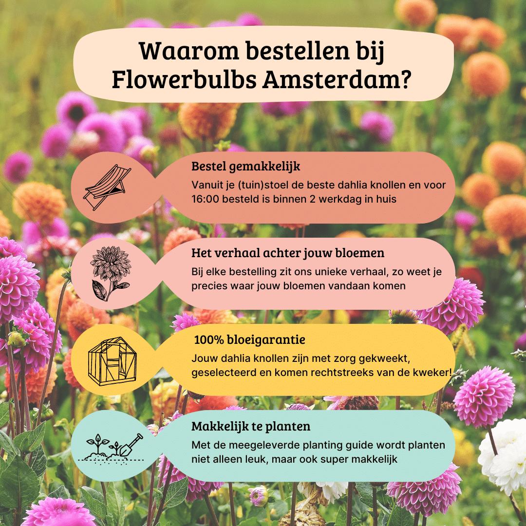 Flowerbulbs Amsterdam - Luxe Box Medium, set van 4 Dutch dahlia's