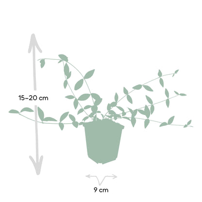 Vinca minor 'Alba' - ↕10-25cm - Ø9cm.