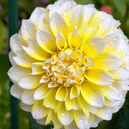 Dahlia Seattle | Geel witte bloembollen | Grootbloemige uitstraling