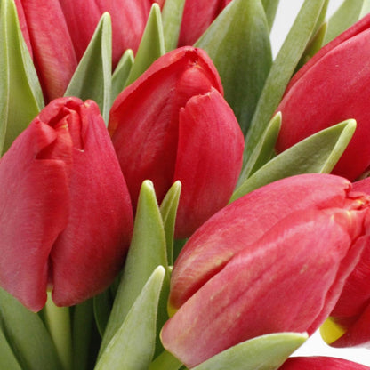 10x | Rode tulpen | Klein boeket