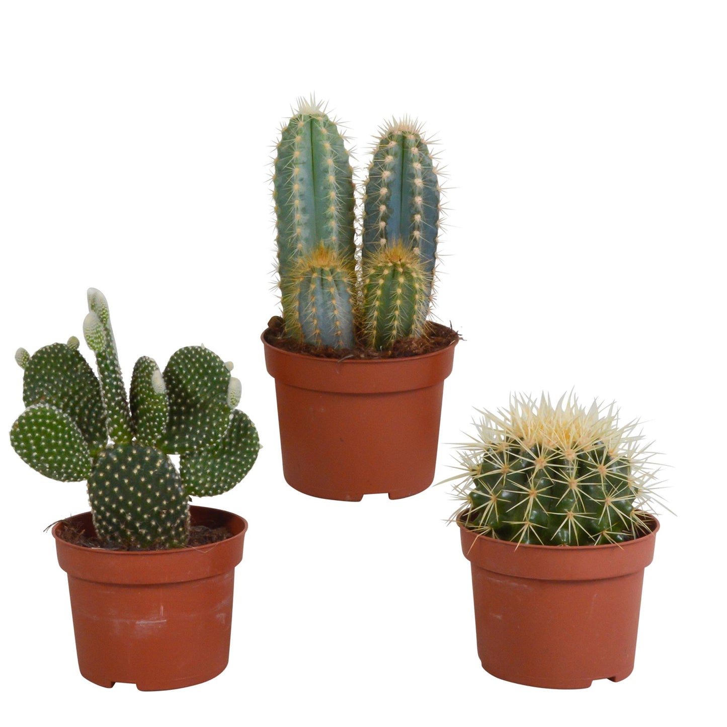 Cactus mix | 3 soorten | 15-25cm