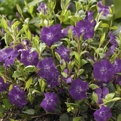 Vinca minor 'Atropurpurea', - ↕10-25cm - Ø9cm.