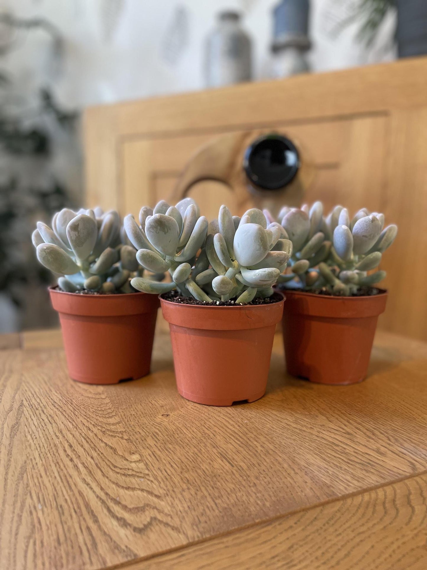 3x | Succulenten Pachyphytum Oviferum | Maansteenplant | 15-20cm