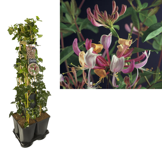 1 M. Privacy Mix Hedera + Lonicera Per. 'Serotina' +label - Ø17cm - ↕90cm