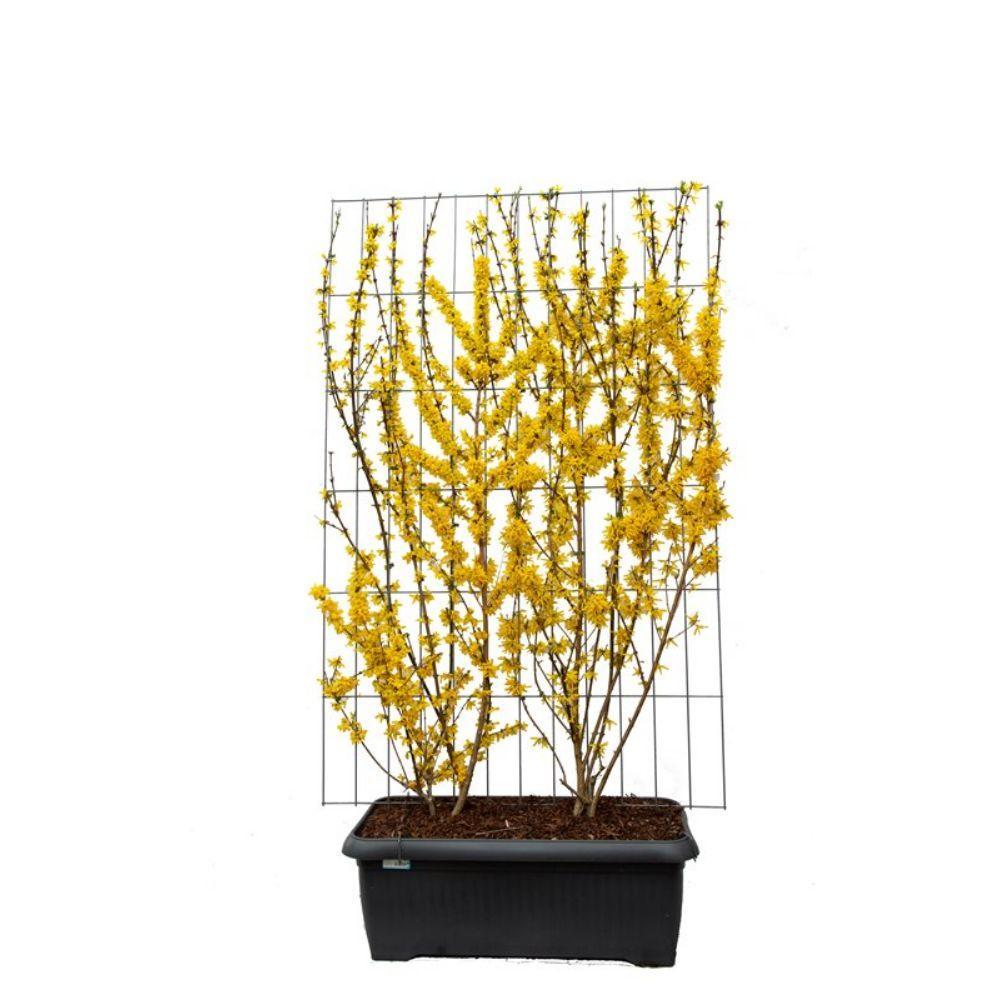Forsythia intermedia 'Lynwood' | Gele forsythia | Kant-en-Klaar scherm | 120x180cm