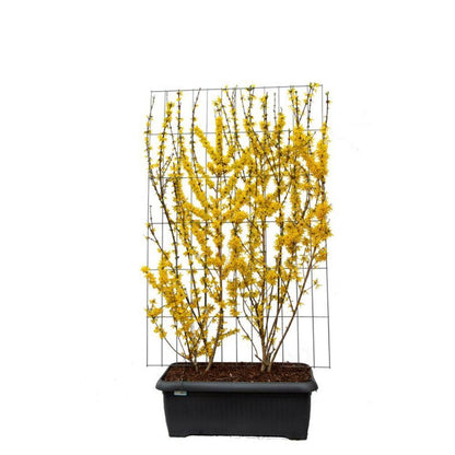 Forsythia intermedia 'Lynwood' | Gele forsythia | Kant-en-Klaar scherm | 120x180cm