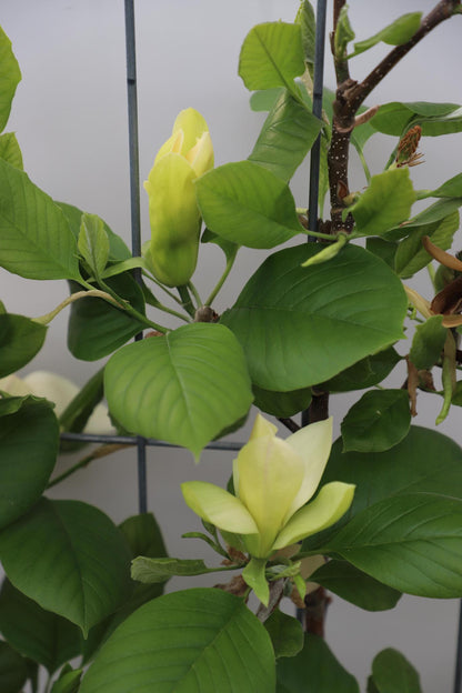 Magnolia 'Solar Flair' | Gele magnolia | Kant-en-Klaar scherm | 120x180cm