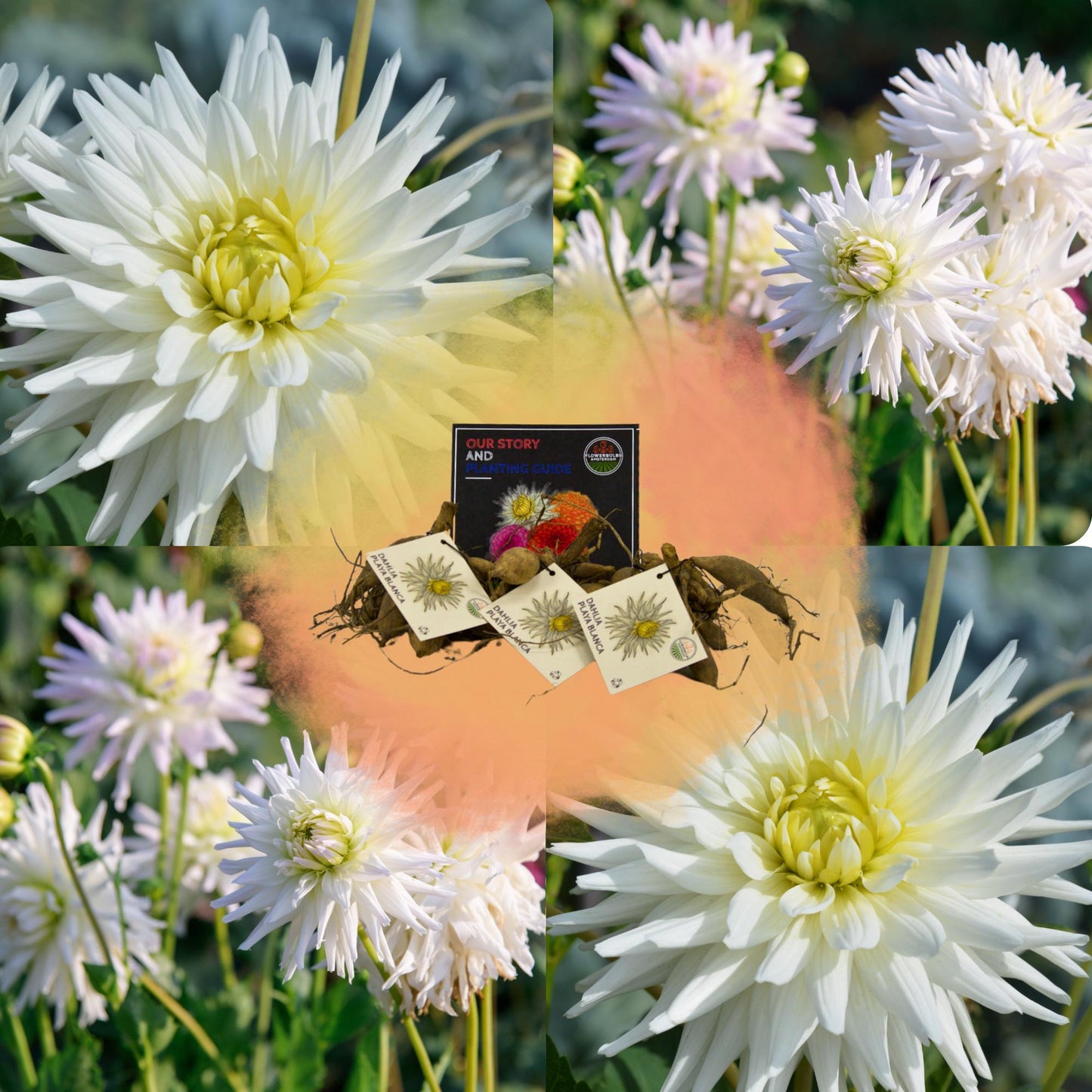 Dahlia Playa Blanca | Witte cactusvormige bloembollen