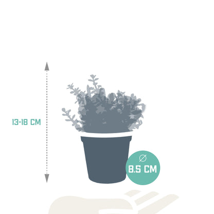 3x | Crassula mix | Jadeplant | 13-18cm | P8.5