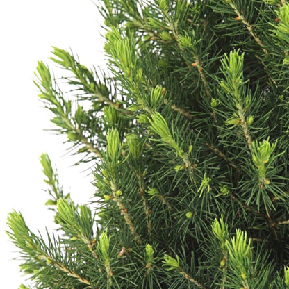 Picea Glauca Conica | Kleine kerstboom in rode Kerstmis zak | 70cm