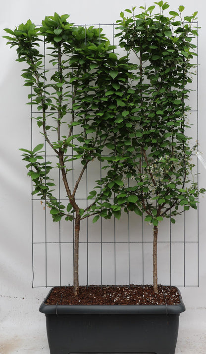 Prunus avium 'Duo-kers' | Zoete kers | Kant-en-Klaar scherm | 120x180cm